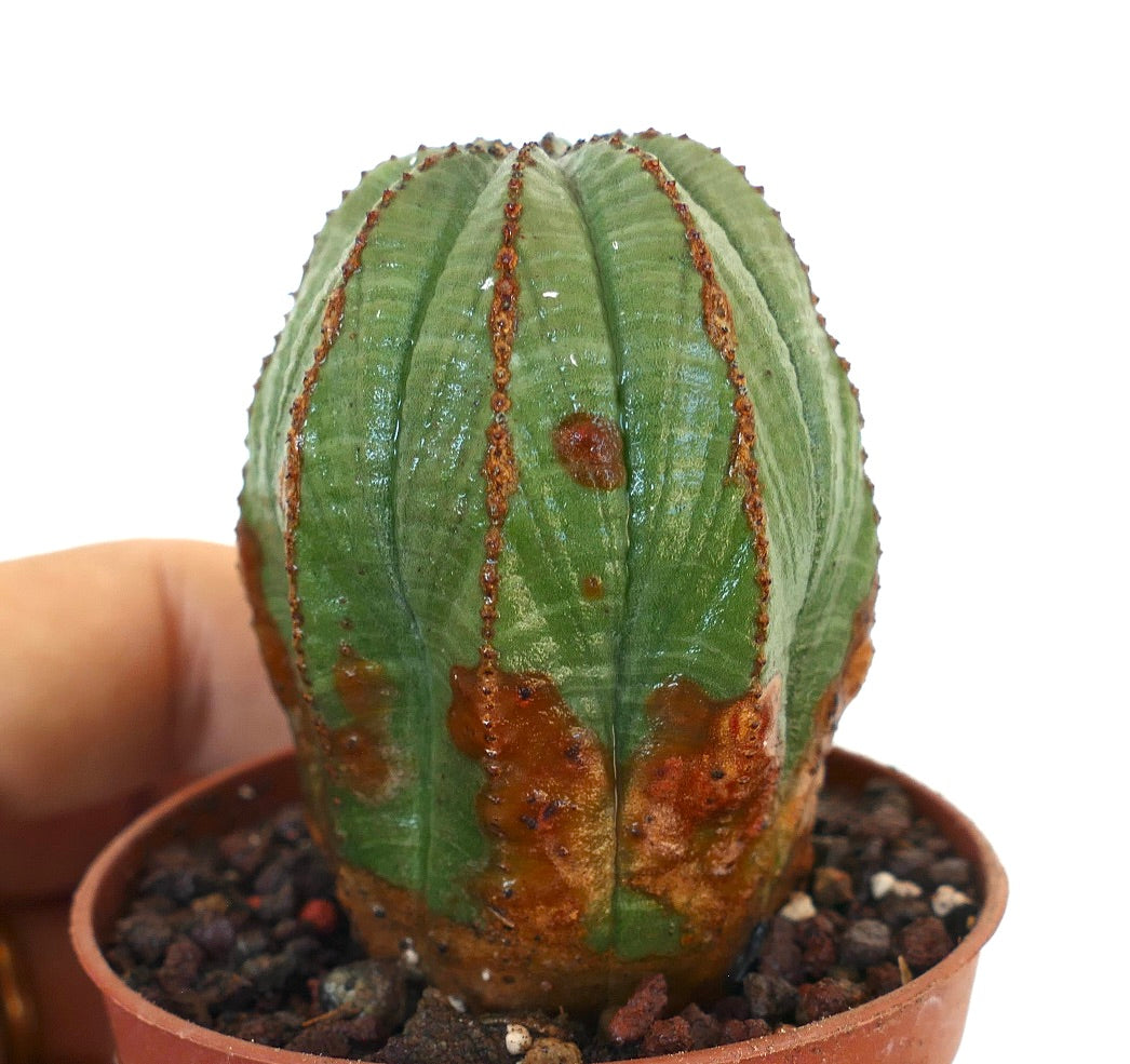 Euphorbia obesa fotografiada en ángulo, destacando su forma columnar con costillas verticales profundas, superficie verde y manchas marrones.