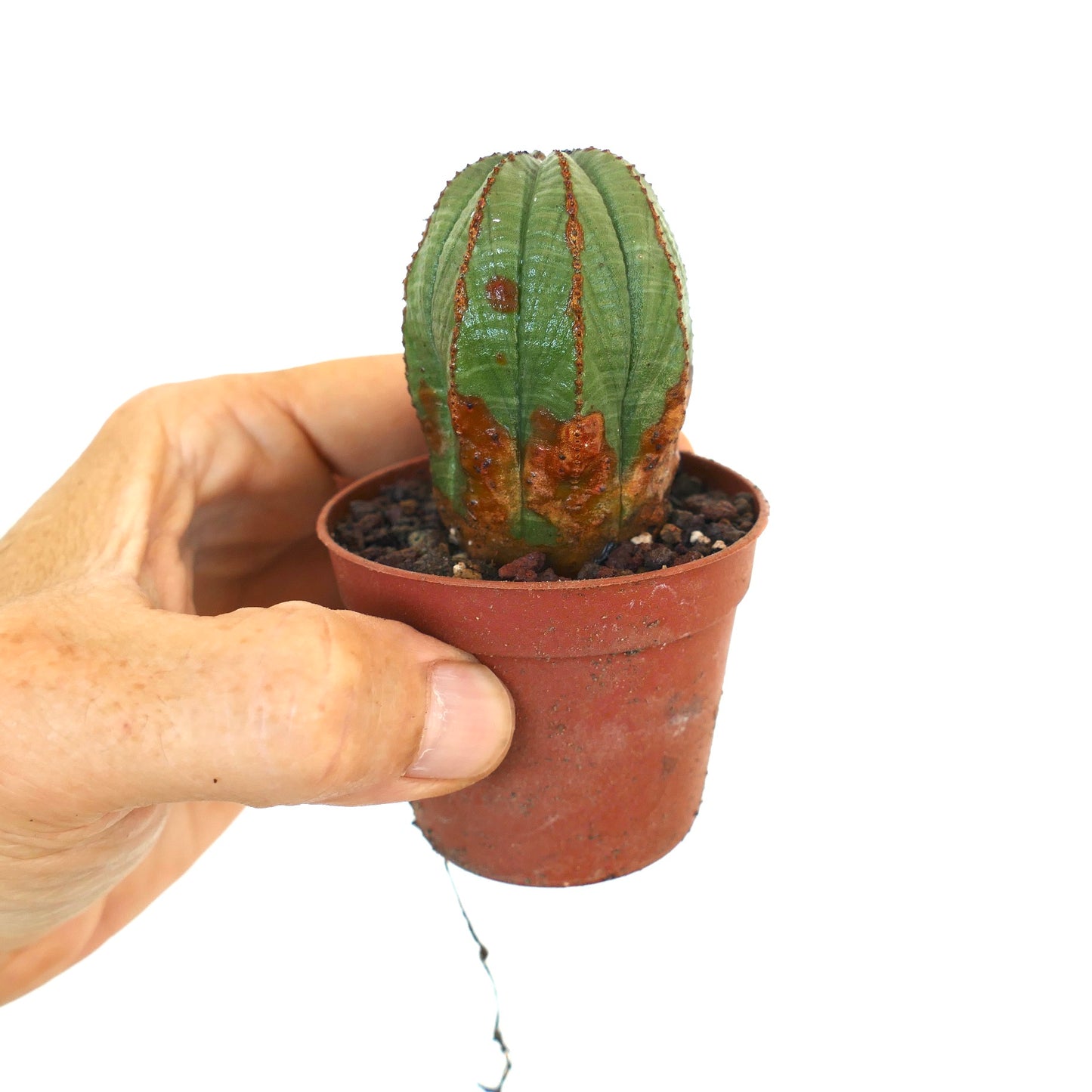 Vista completa de Euphorbia obesa en una pequeña maceta de terracota sostenida a mano, mostrando su cuerpo alargado y acanalado con decoloración marrón en la parte inferior.