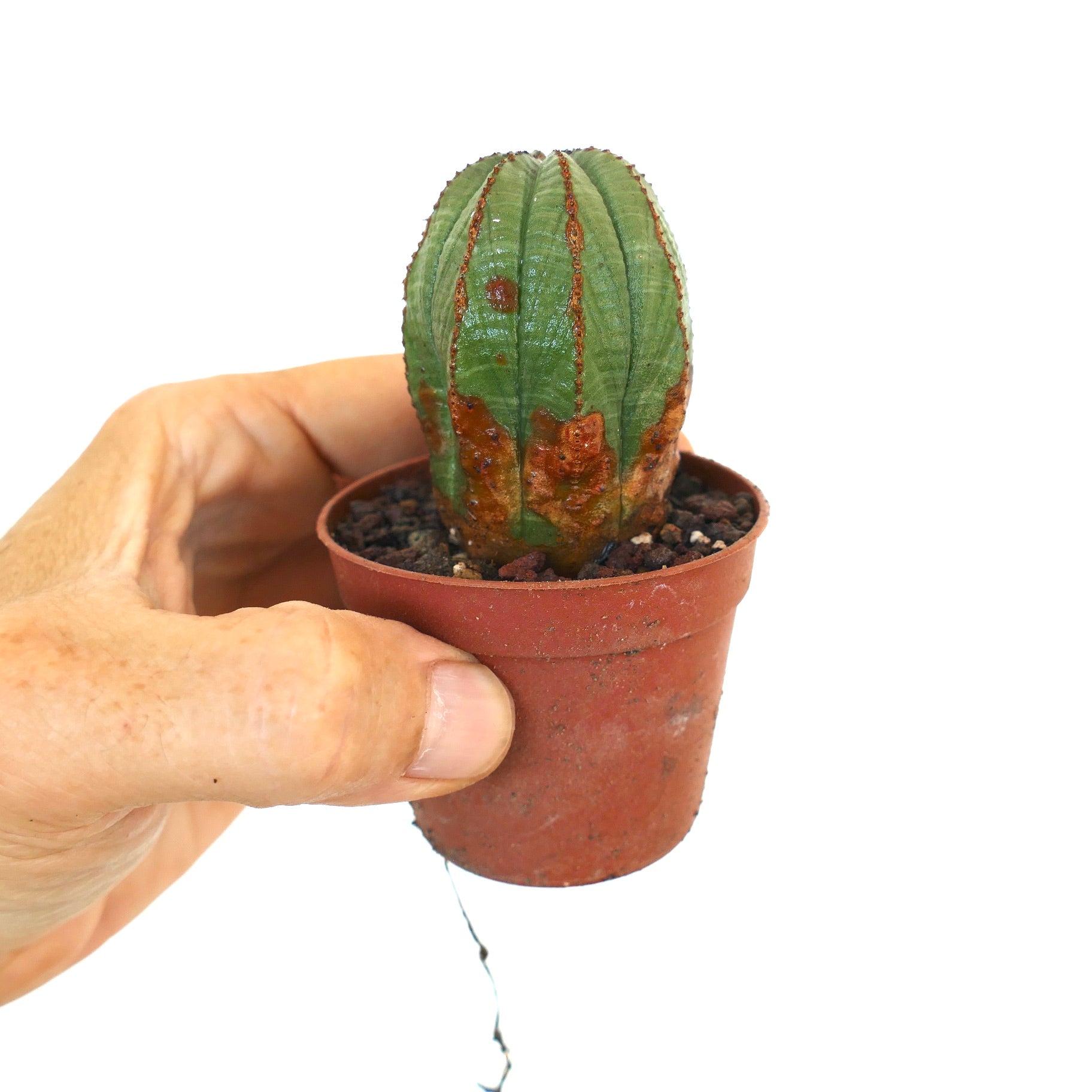 Vista completa de Euphorbia obesa en una pequeña maceta de terracota sostenida a mano, mostrando su cuerpo alargado y acanalado con decoloración marrón en la parte inferior.
