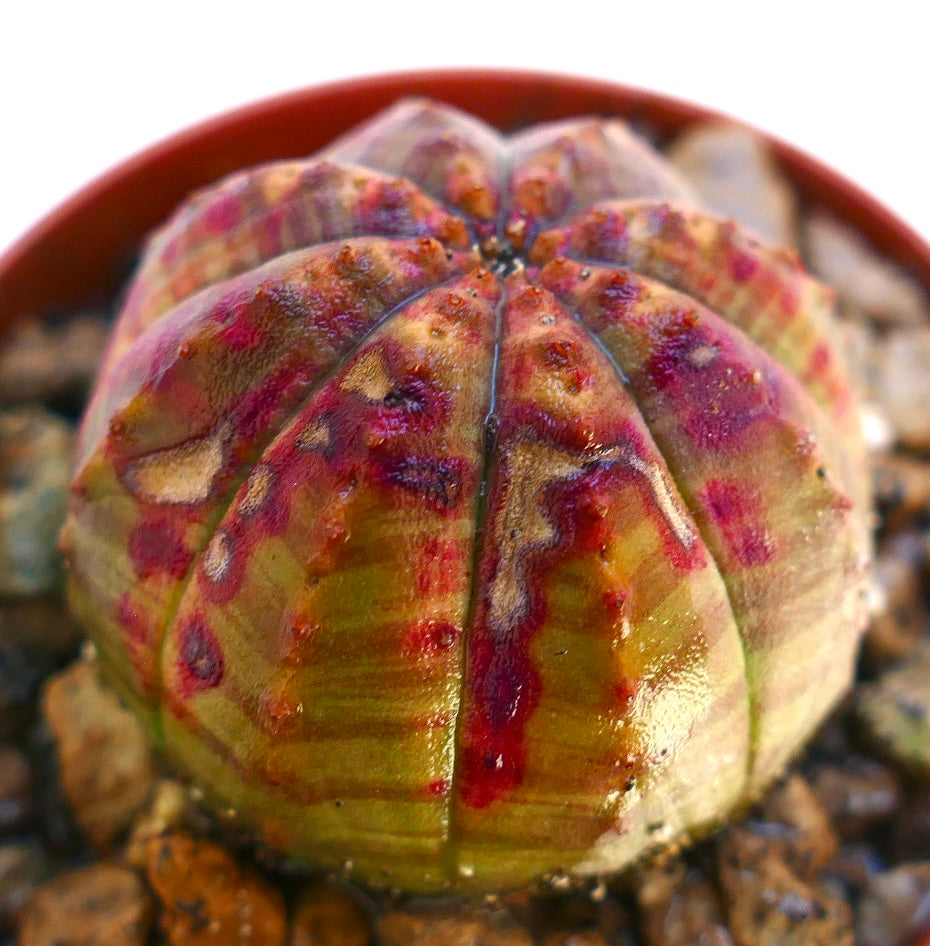 Euphorbia obesa suculenta cactus con inusuales marcas variegadas en rojo y rosa