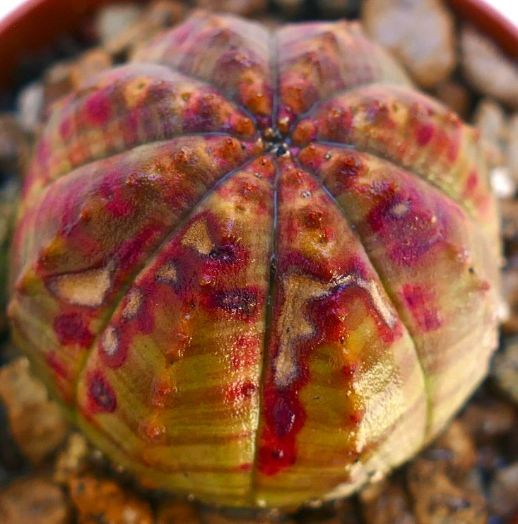 Suculenta Euphorbia obesa con forma redondeada y distintivas marcas jaspeadas en tonos rojo y rosa