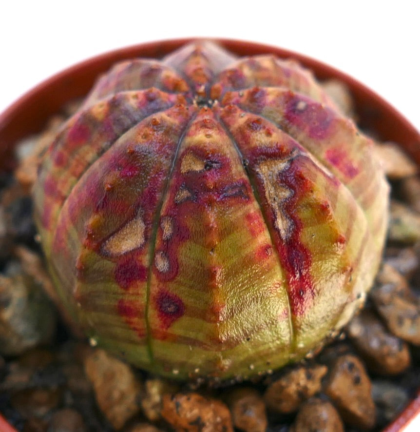 Euphorbia obesa suculenta cactus con forma redondeada y marcas variegadas rojo-rosadas
