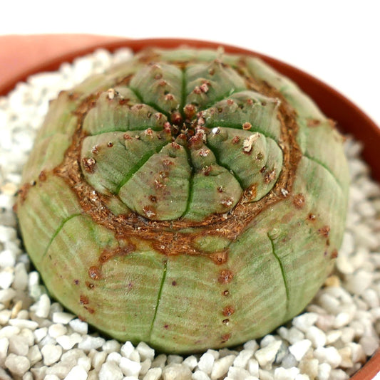 Euphorbia obesa UNUSUAL APEX