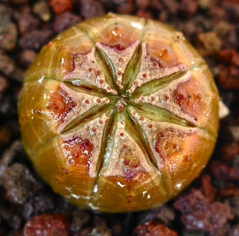 Suculenta Euphorbia obesa con marcas inusuales en el ápice y superficie de textura brillante