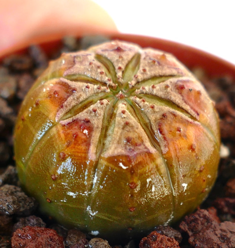 Euphorbia obesa suculenta con forma redondeada y marcas únicas en el ápice en tierra para macetas