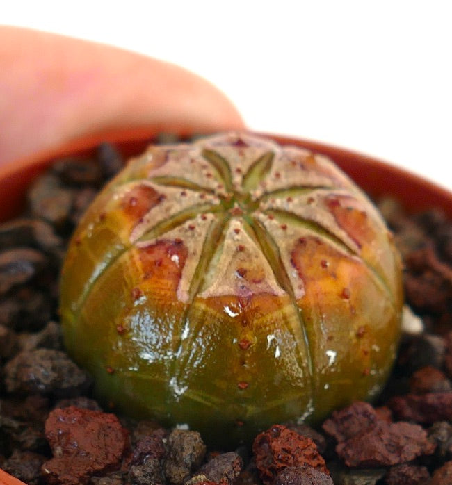 Euphorbia obesa suculenta con marcas inusuales en el ápice y forma redondeada