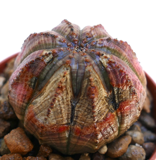 Euphorbia obesa suculenta rara con crestas asimétricas y superficie texturizada marrón-verde-roja