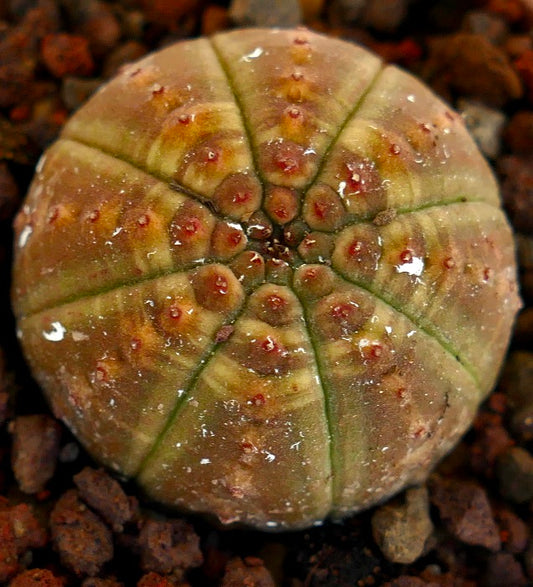 Euphorbia obesa rare succulent with rounded shape and small red tubercles on surface