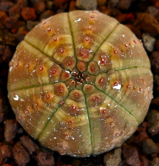 Euphorbia obesa rare succulent with rounded ribbed body and small red tubercles