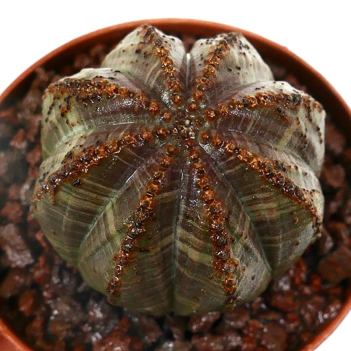 Euphorbia obesa sukkulent med uvanlige ribbemarkeringer og teksturerte brune aksenter