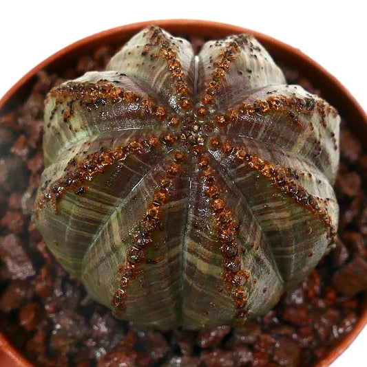 Euphorbia obesa sukkulent med uvanlige ribbemarkeringer og teksturerte brune aksenter