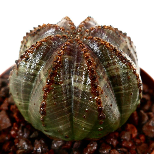 Euphorbia obesa sukkulent med ribbet, rund form og uvanlige brune markeringer på ribbene