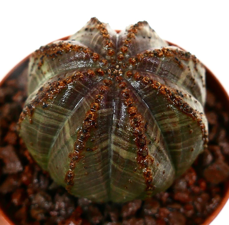 Euphorbia obesa saftig kaktus med uvanlige ribbemarkeringer og teksturerte brune areoler