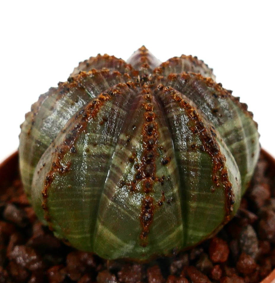 Euphorbia obesa sukkulent med uvanlige mørkebrune markeringer på en ribbet grønn kropp