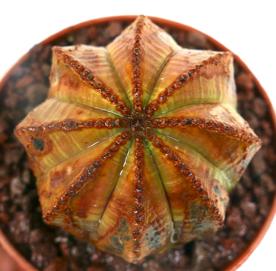 Suculenta Euphorbia obesa con inusuales marcas marrones y verdes y crestas texturizadas