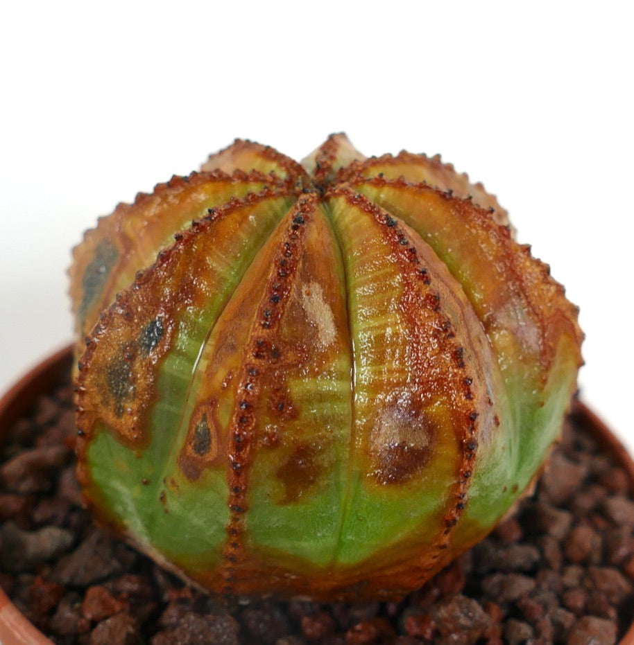 Suculenta Euphorbia obesa con inusuales marcas marrones y estructura redondeada acanalada