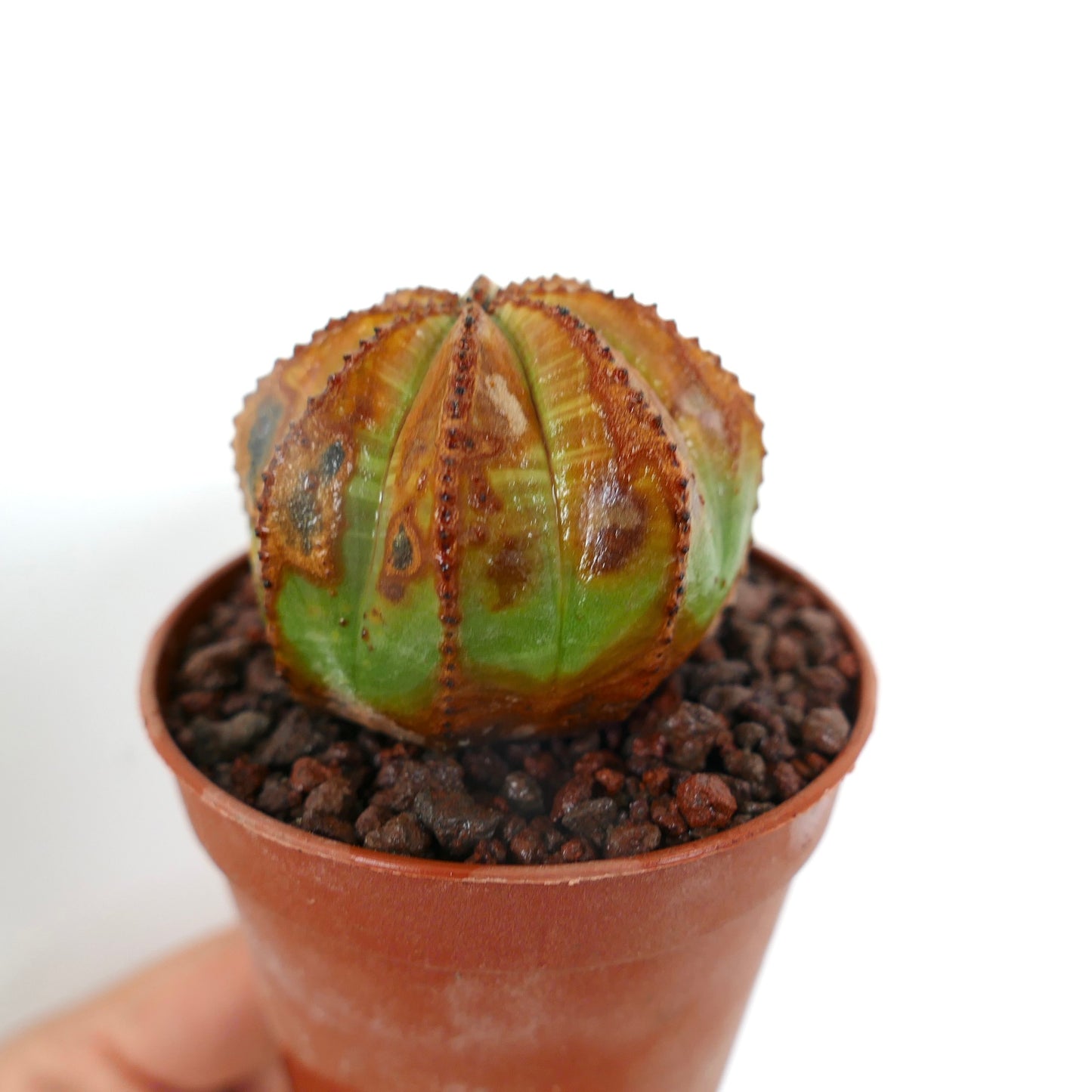 Cactus suculento Euphorbia obesa con marcas marrones inusuales y crestas redondeadas en maceta pequeña