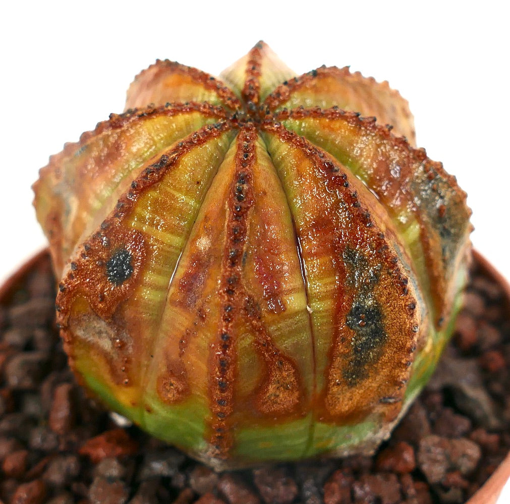 Cactus suculento Euphorbia obesa con marcas inusuales texturizadas en marrón y negro