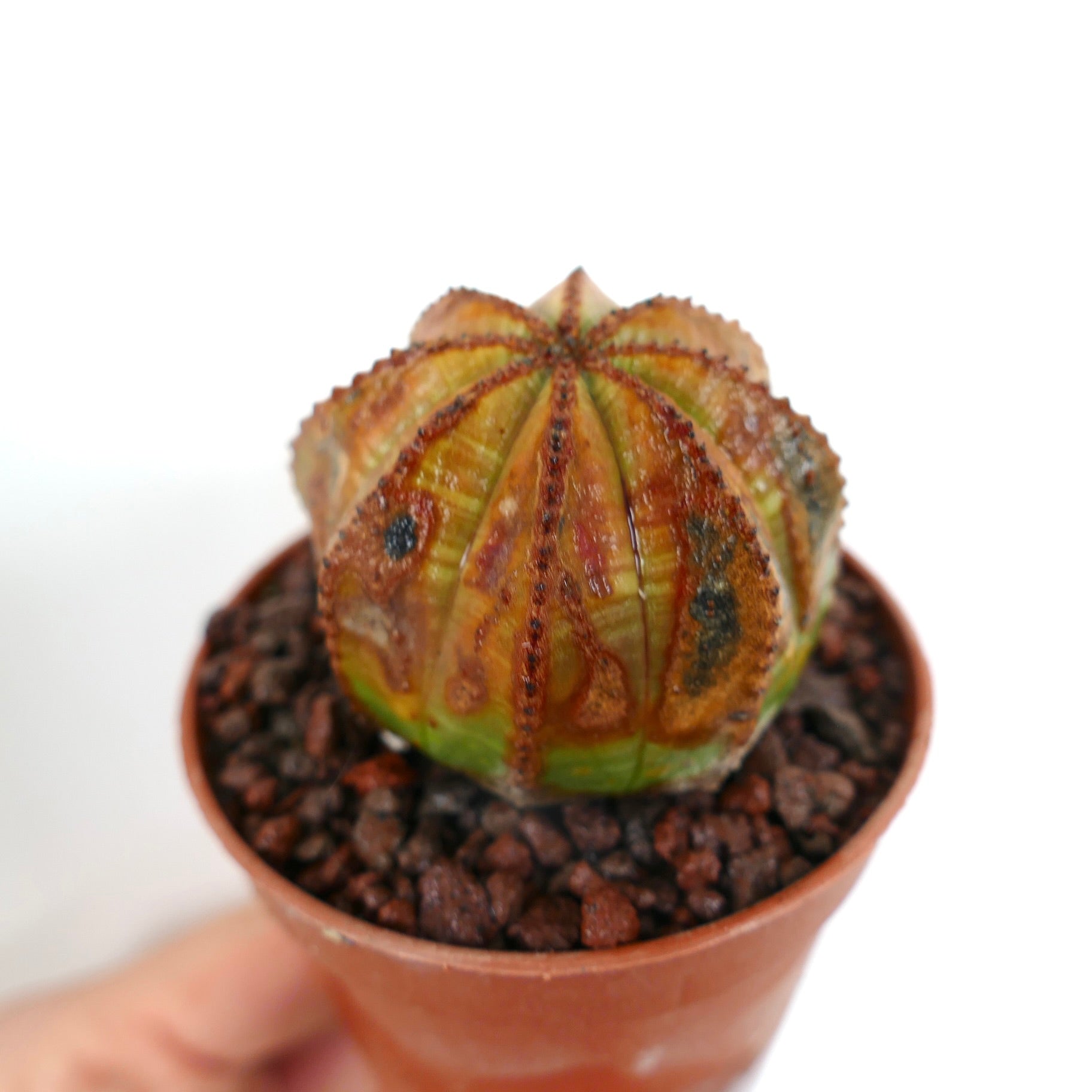 Euphorbia obesa suculenta cactus con marcas inusuales marrones y verdes en maceta pequeña