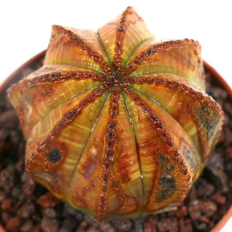 Suculenta Euphorbia obesa con inusuales marcas marrones y verdes y crestas texturizadas