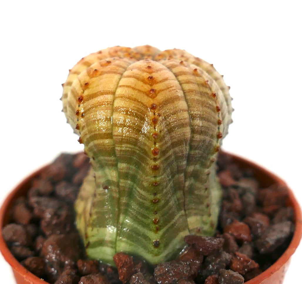 Euphorbia obesa sukkulent med uvanlig stripet mønster og små rødaktige knoller i potte