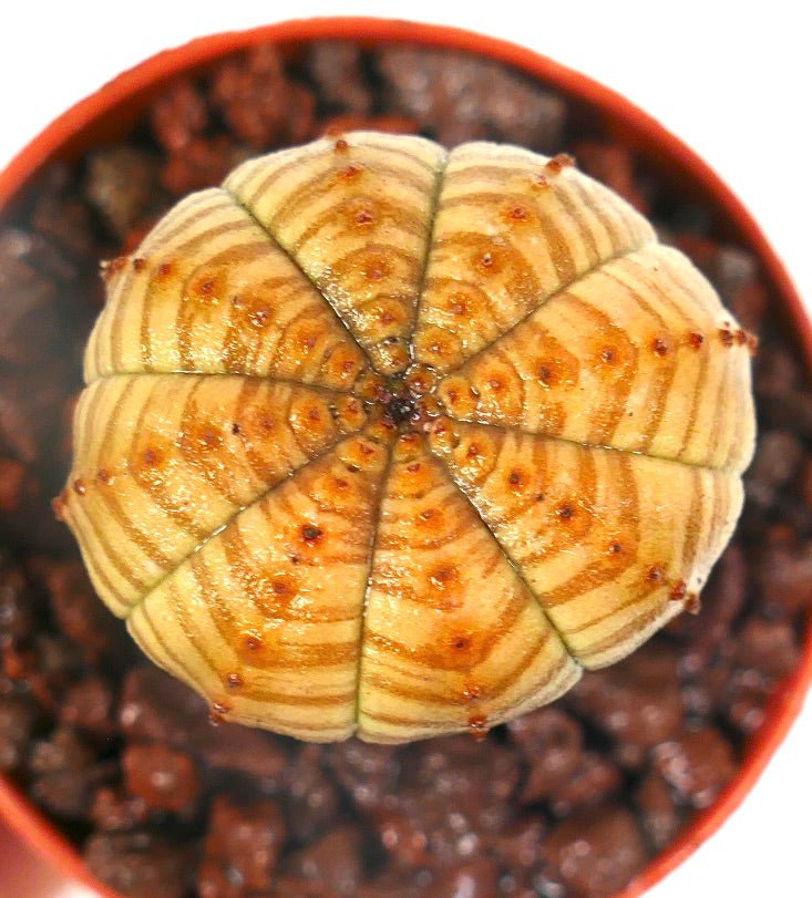 Euphorbia obesa sukkulent med uvanlig stripet mønster og små brune knoller i potte