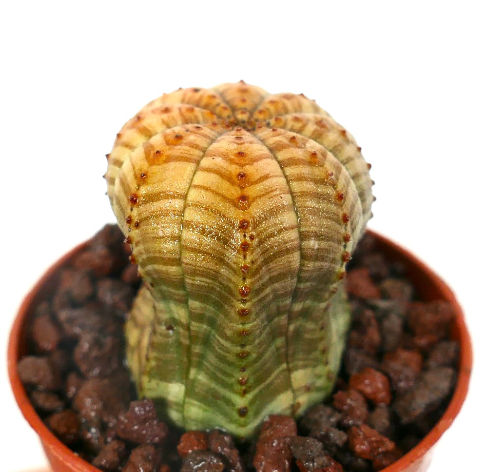 Euphorbia obesa sukkulent med uvanlig striata-mønster og avrundet ribbestruktur i potte
