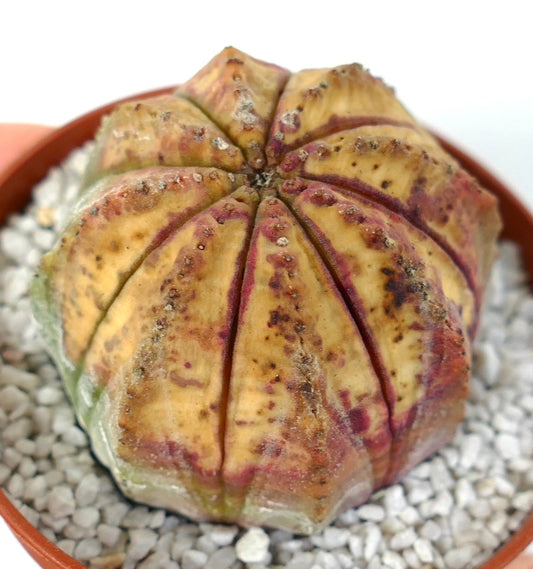 Euphorbia obesa Sukkulente mit gerundeter, gerippter Form und gefleckten gelben und violetten Tönen