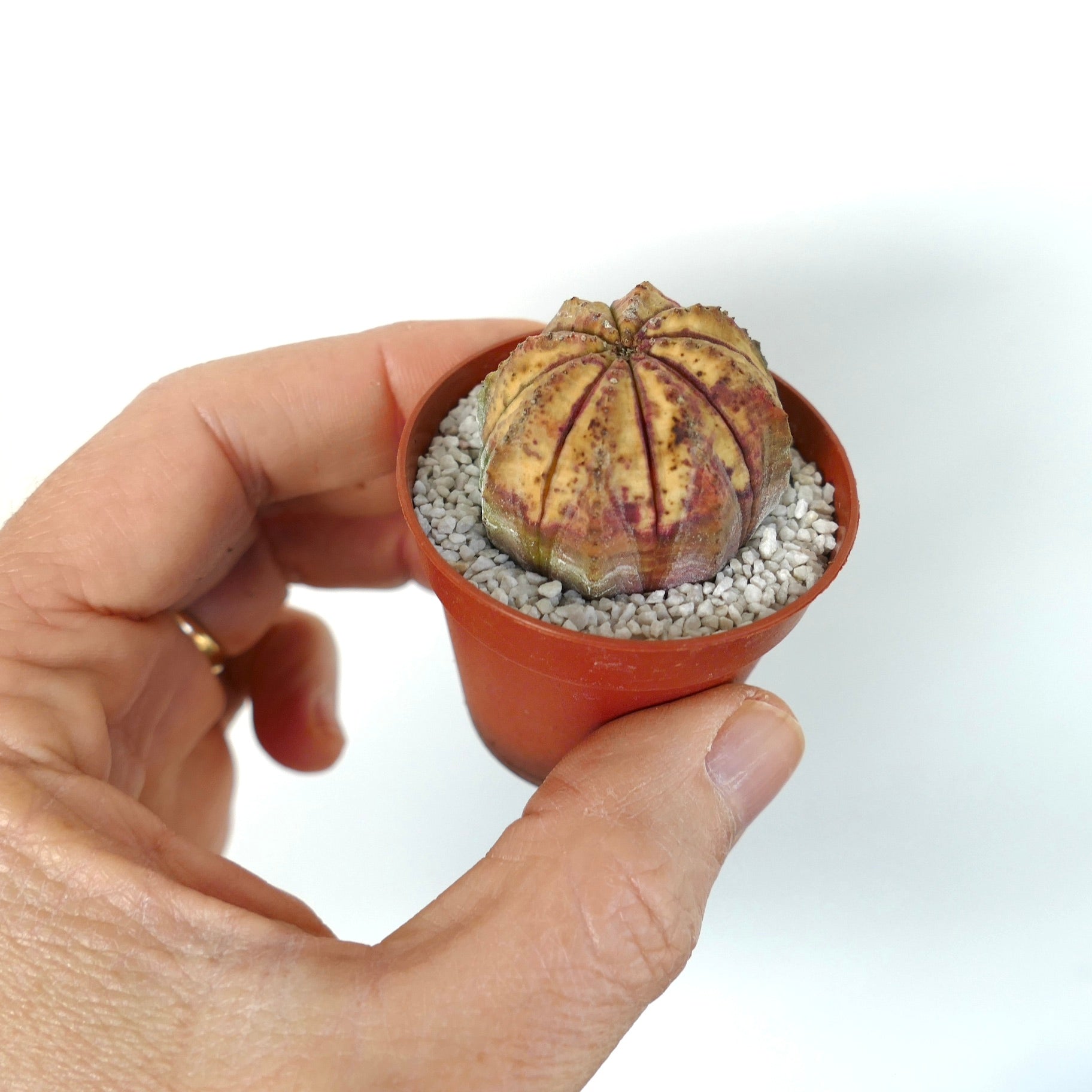 Euphorbia obesa pequeña suculenta con crestas redondeadas y coloración variegada moteada en maceta