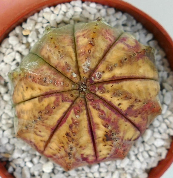 Euphorbia obesa suculenta cactus con forma redondeada y sutiles marcas variegadas en púrpura