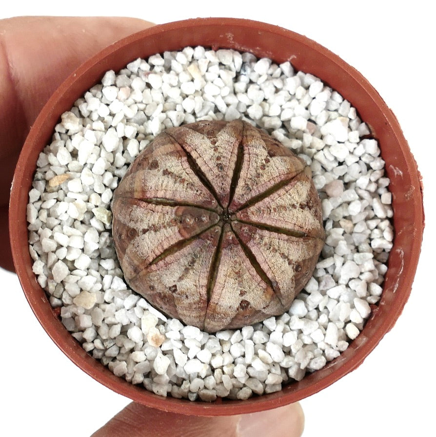 Euphorbia obesa WHITE-BROWN MARKS