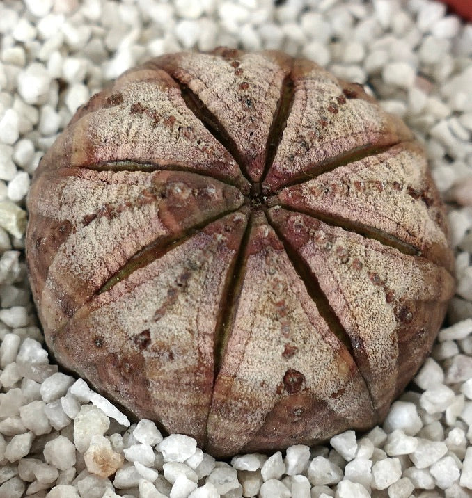 Euphorbia obesa WHITE-BROWN MARKS