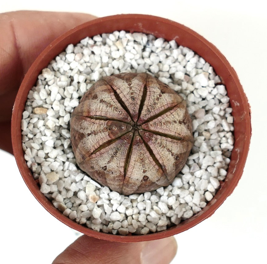 Euphorbia obesa WHITE-BROWN MARKS