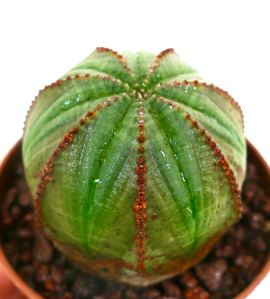 Euphorbia obesa sukkulent kaktus med rund form og brunlige ribbede kanter i potte