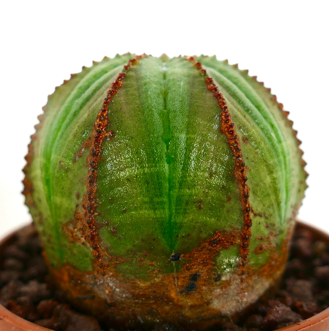 Euphorbia obesa sukkulent kaktus med rund form og brune, teksturerte riller i potte