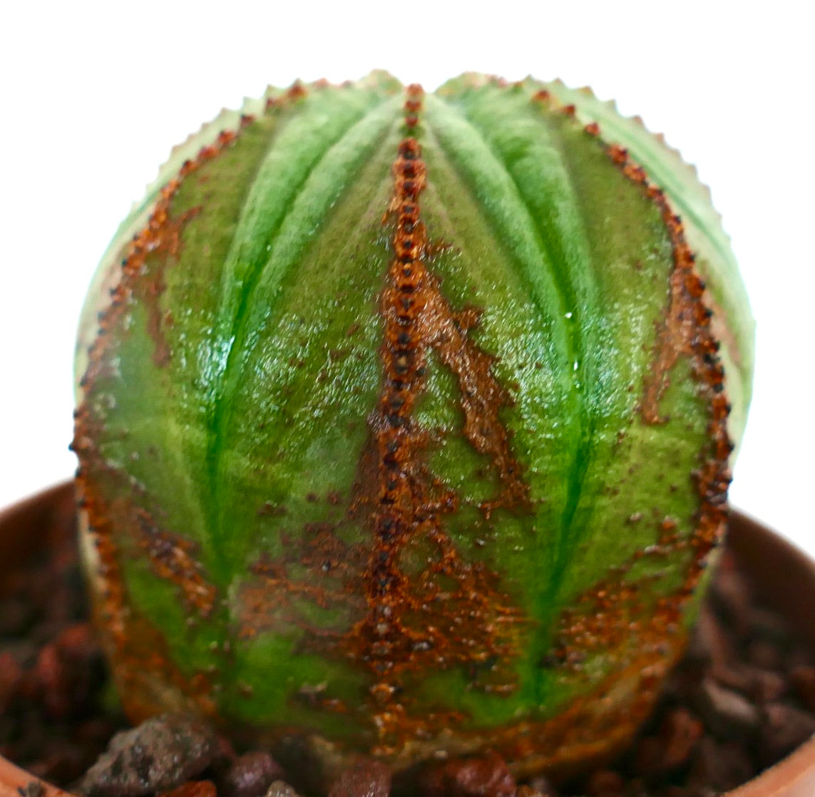 Euphorbia obesa sukkulent kaktus med rund form og brune teksturerte områder