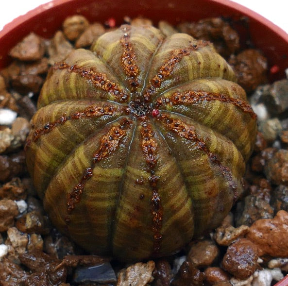 ยูโฟร์เบีย โอเบซา ต้นไม้อวบน้ำมีรอยสีน้ำตาลแบบมีเนื้อสัมผัสบนซี่โครงในดินหินกรวด