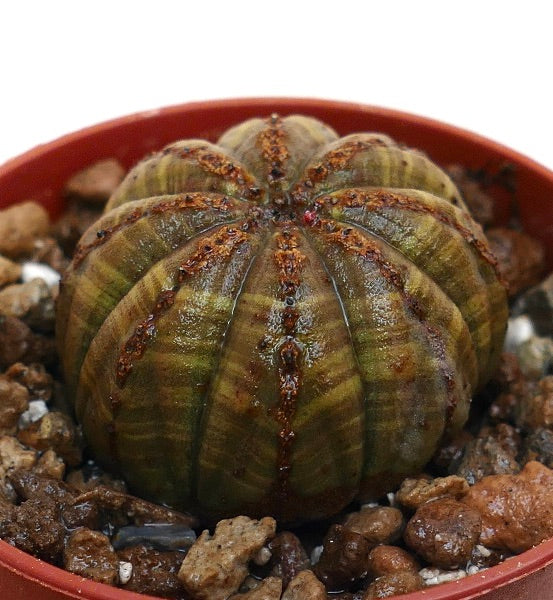 ยูโฟร์เบีย โอเบซา ไม้เดี่ยวอวบน้ำที่มีซี่โค้งมนและลายสีน้ำตาลเด่นในกระถาง