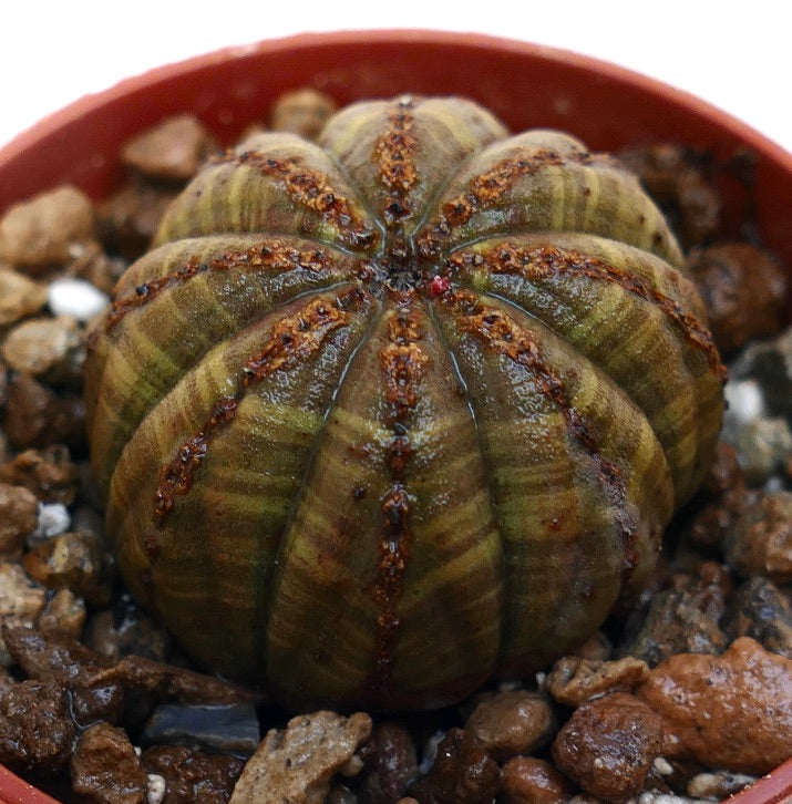 อีอูฟอร์เบีย โอบีซา ต้นอวบน้ำที่มีซี่โค้งมนและลวดลายสีน้ำตาลมีพื้นผิวโดดเด่น