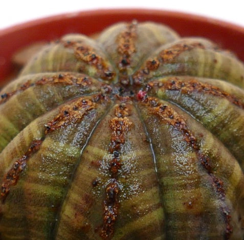 ว่านเนื้อเยื่ออีอูฟอร์เบีย โอบีซา มีลายสีน้ำตาลบนซี่โครงที่เรียบกลม ชนิดใกล้ชิด