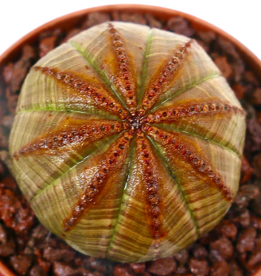 Euphorbia obesa sukkulent med karakteristiske brune ribbelinjer og avrundet form i potte