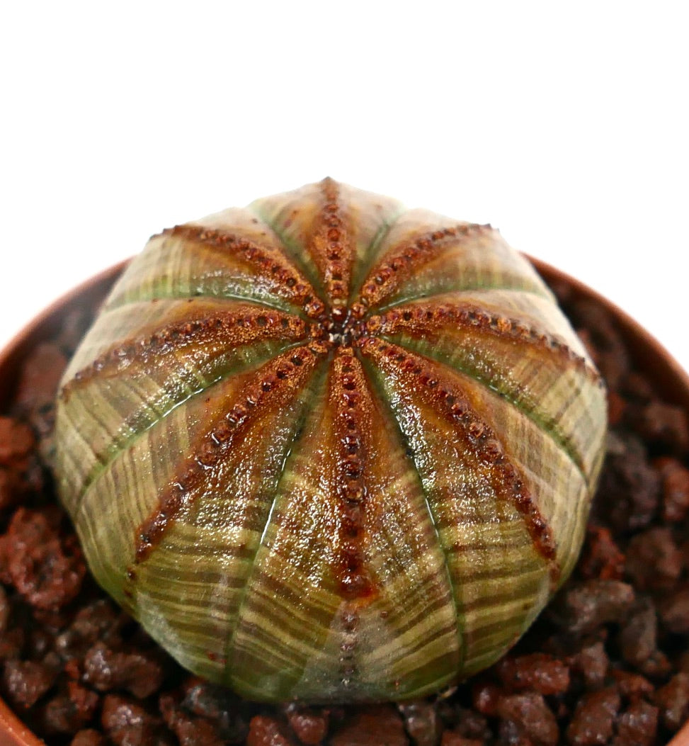 鉢植えのユーフォルビア・オベサ、多彩な茶色の縞模様の肋骨と質感のある表面を持つ多肉植物