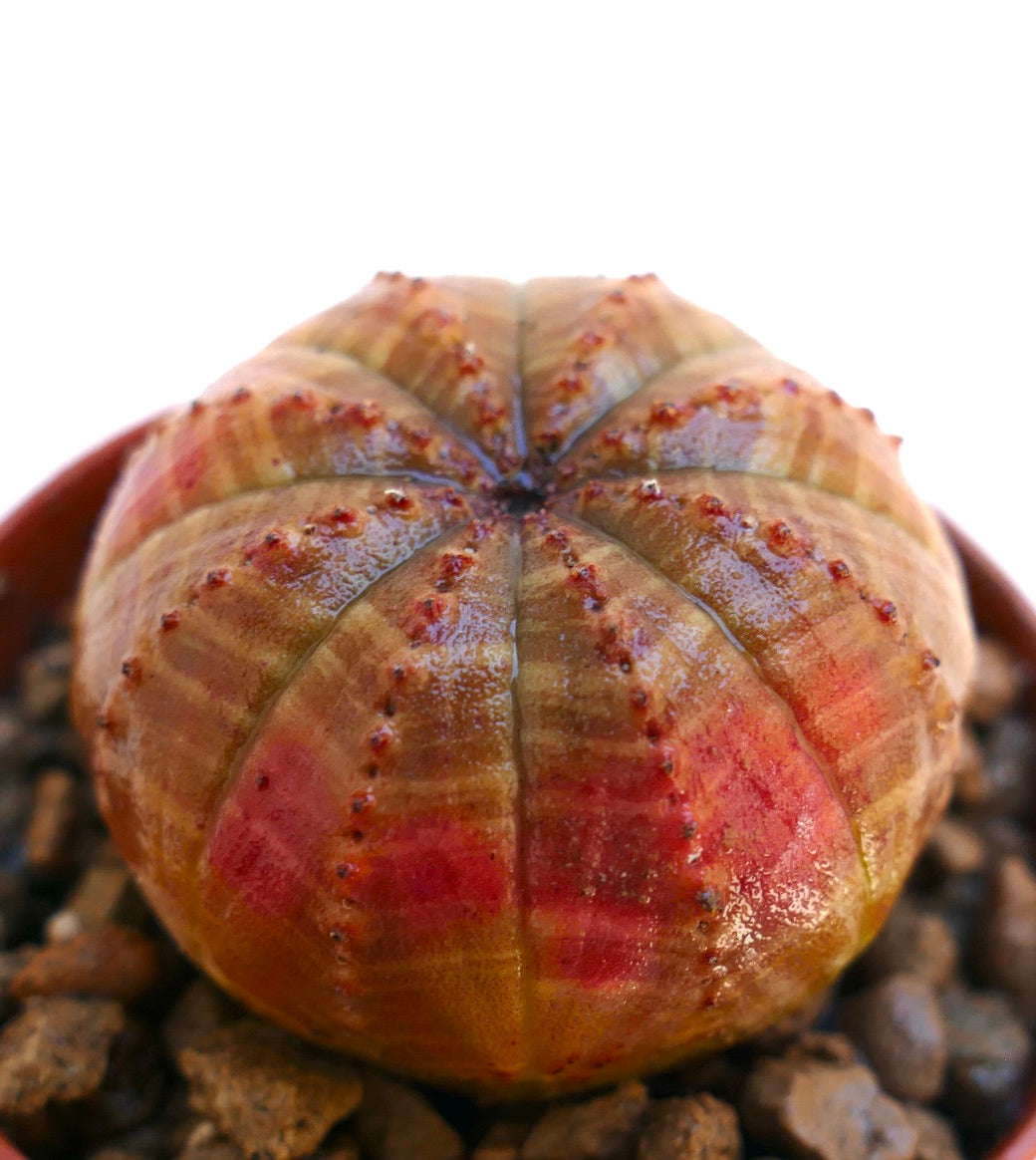 유포르비아 오베사 둥글고 골진 몸체와 빨간 줄무늬 반점이 있는 다육 식물