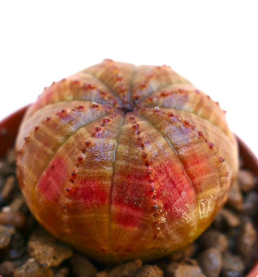 Euphorbia obesa Sukkulente Kaktee mit abgerundeter Form und markanten roten, gefleckten Mustern