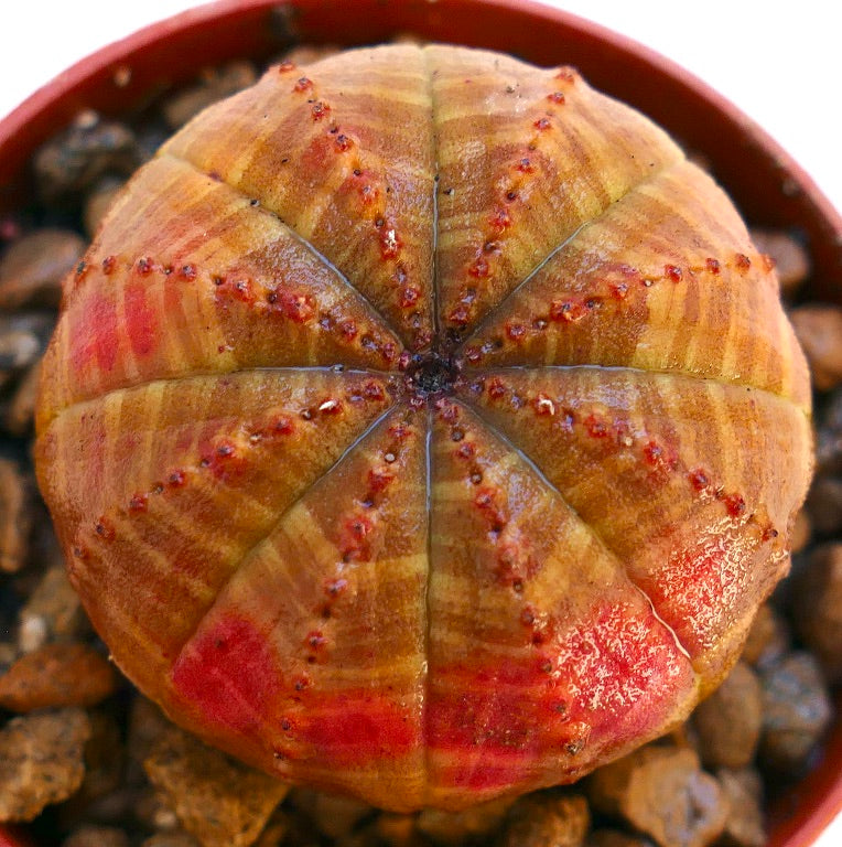 유포르비아 오베사 희귀 다육식물, 둥글고 골이 진 몸체와 붉은 반점 무늬