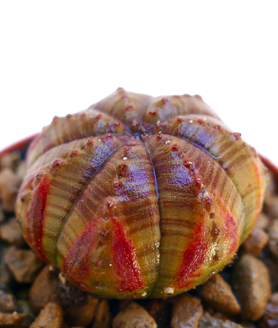 ยูโฟร์เบีย โอเบซา ตะบองเพชรอวบน้ำมีซี่โค้งมนและลายสีแดงบนส่วนต่างๆ