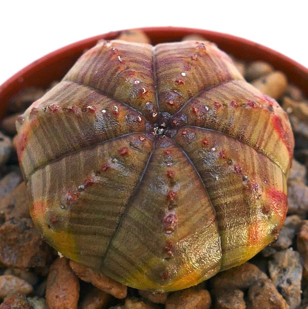 ต้นอีูโฟเบีย โอเบซา ต้นอวบน้ำรูปทรงกลมมีกระดูกสันหลังโค้งมนและตุ่มเล็กสีแดงบนผิวด้านนอก