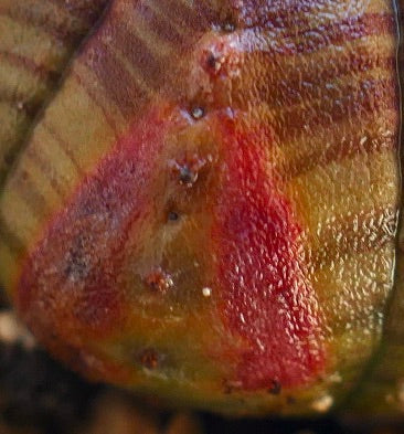 ยูโฟร์เบีย โอเบซา ต้นอวบน้ำโครงสร้างกลมมีร่องซี่และลายแดง