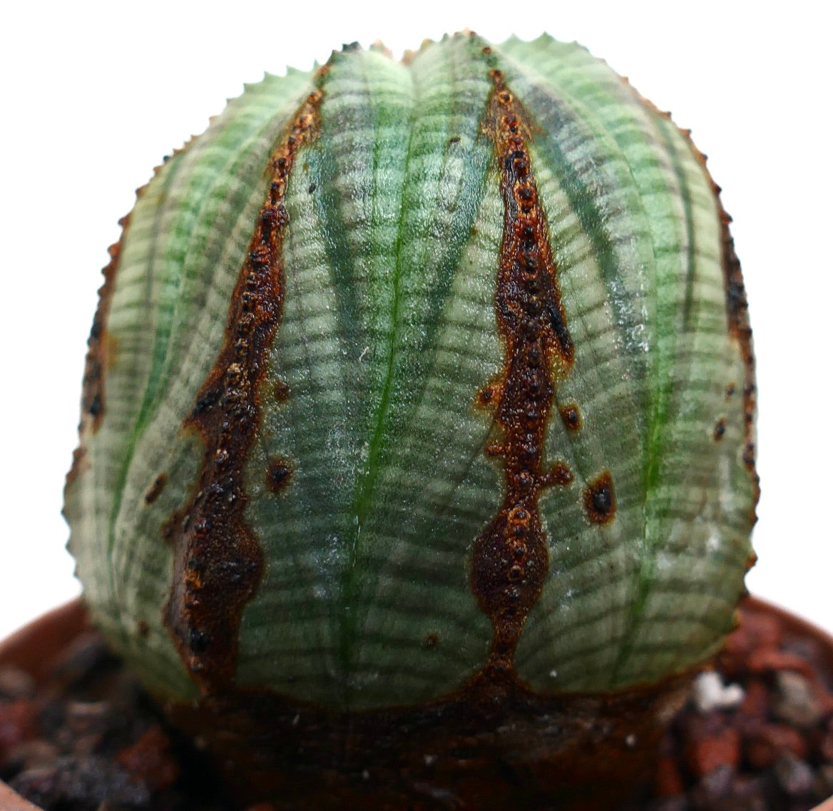 Euphorbia obesa succulent cactus with rounded shape and distinctive brown vertical lines