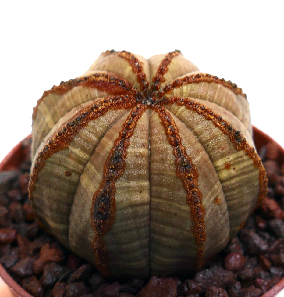 Euphorbia obesa succulent cactus with ribbed body and textured brown lines pattern